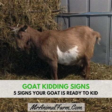 Goat Kidding Signs - 5 Signs Your Goat May Be Ready to Kid - Mranimal Farm