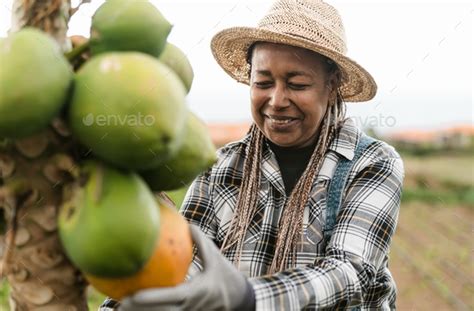 Senior African Farmer Working In Countryside Harvesting Papaya Tropical