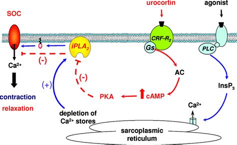 Role Of Ca2 Independent Phospholipase A2 And Store Operated Pathway In