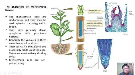 Root Apical Meristem Function