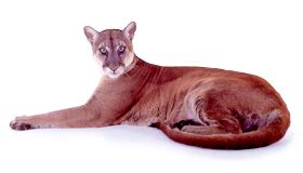 Welcome to Florida Panther Conservation Family of Banks