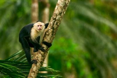 20 Rainforest Monkeys to See in the Wild - Christine Abroad