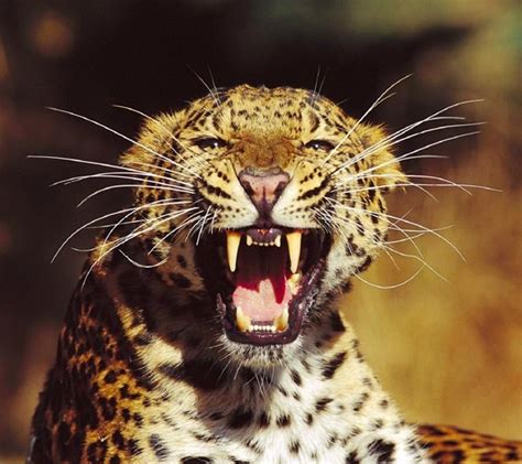 40 Beautiful Leopard Pictures In Their Wild Nature Tail And Fur