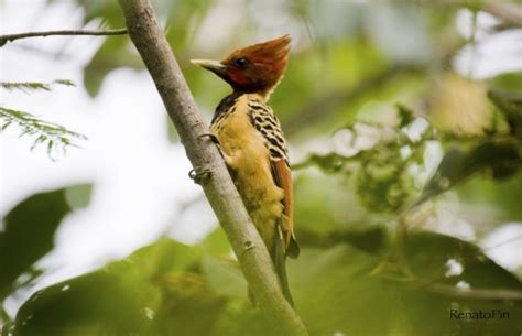 Filme Do Pica Pau Alerta Para Conserva O Ambiental Das Aves