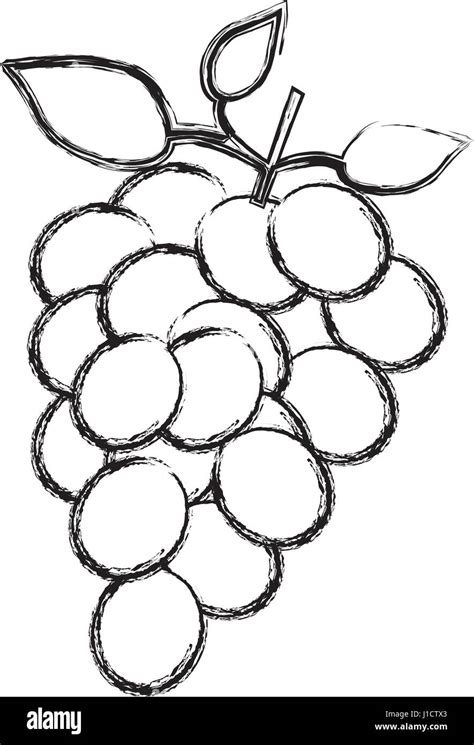 Bosquejo Monocromo Silueta De Racimos De Uvas Imagen Vector De Stock