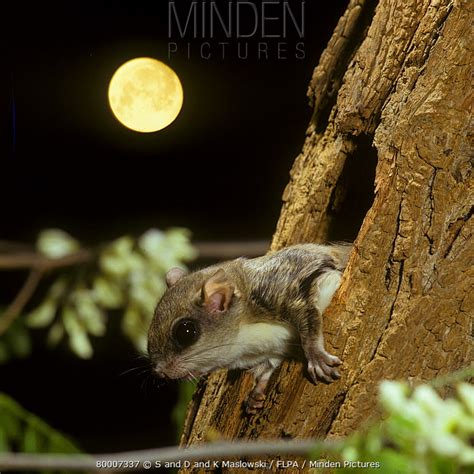 Southern Flying Squirrel Stock Photo Minden Pictures