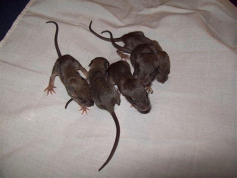 Need some help on raising baby........Rats... **UPDATE 9/1** | BackYard ...