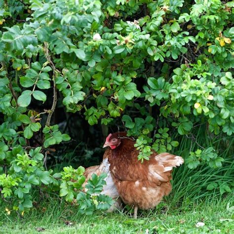 Green Tourism - Treshnish Holiday Cottages