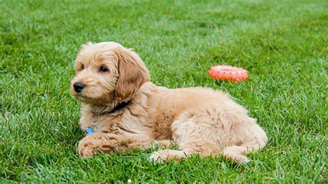 Can You Breed a Goldendoodle with Another Goldendoodle?