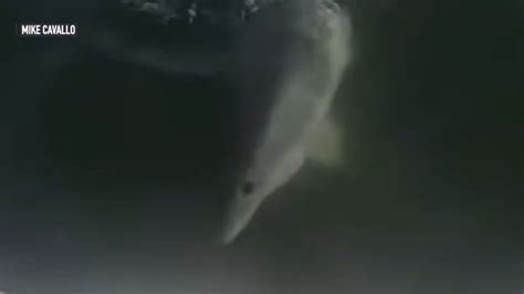 Watch Video Shows Close Encounter With Great White Shark Off The