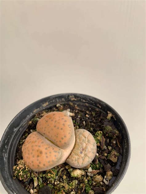 Lithops Vivero De Los Reyes