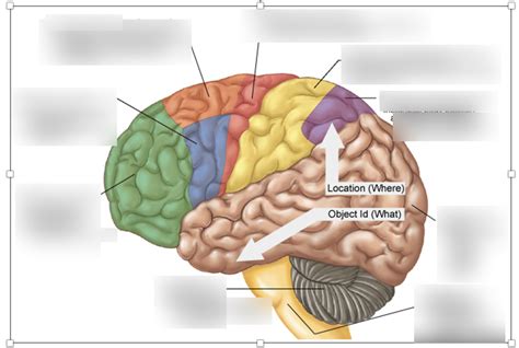 CSAD111 - Exam 4: Picture ID Motor Functions/Locations in Cortex Diagram | Quizlet