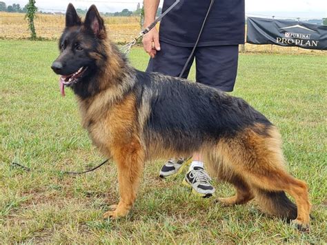 Chien Berger Allemand Tara Du Lunoxa