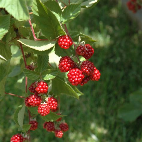 Heritage Raspberry | Ship My Plants