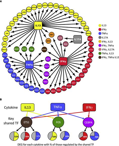 Cytokine Responsive Networks In Human Colonic Epithelial Organoids