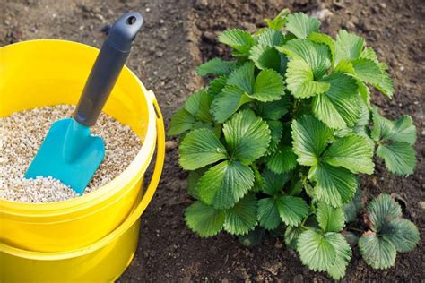 Erdbeeren Düngen Tipps Für Eine Optimale Ernte Mein Bau