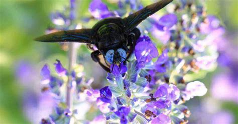 Black Bees: How to understand Bumble & Carpenter Bees. – Beesstyle