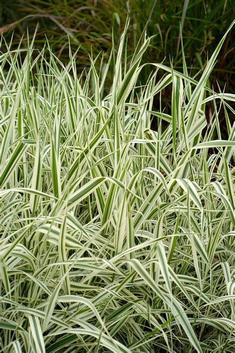 How To Plant And Grow Variegated Ribbon Grass