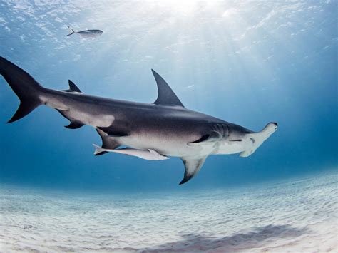 great hammerhead facts