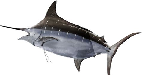 Download Swordfish Swimming Profile