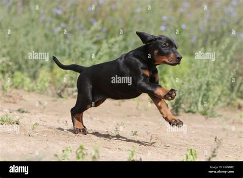 23 Doberman With Uncropped Ears And Tail L2sanpiero