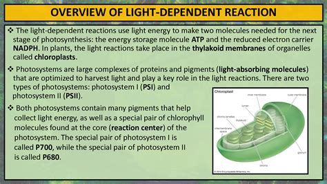 Non Cyclic Photophosphorylation Animation