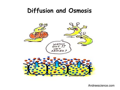 Ppt Diffusion And Osmosis Powerpoint Presentation Free Download Id 5363795