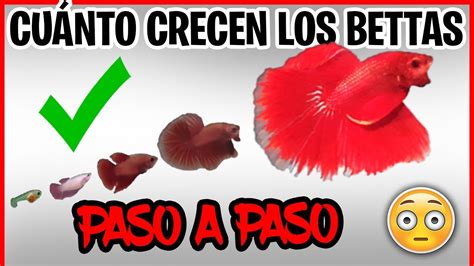 Cómo CRECEN los peces BETTA en CASA por PRINCIPIANTES Evolucion CRÍAS