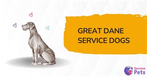 Great Dane Service Dog: A Comprehensive Guide for Pet Owners | Service Pets