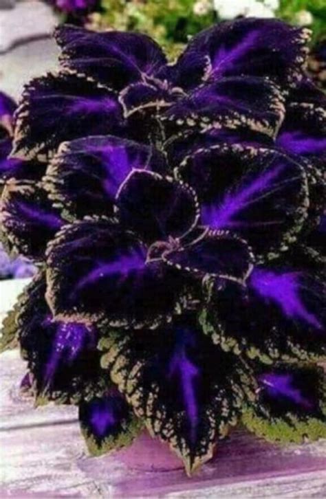 Coleus Varieties For Sun Or Shade Artofit