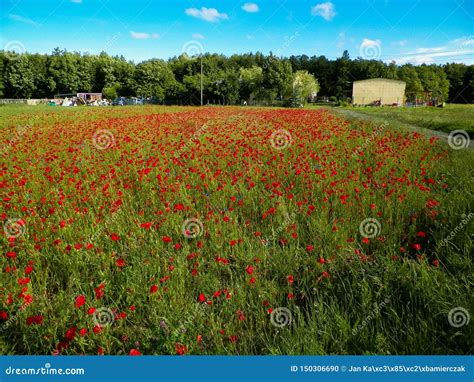 O Prado Completamente Da Papoila Floresce Como O Fundo Da Natureza Foto