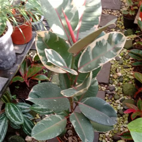 Jual Tanaman Hias Ficus Ruby Variegata Karet Kebo Variegata Real