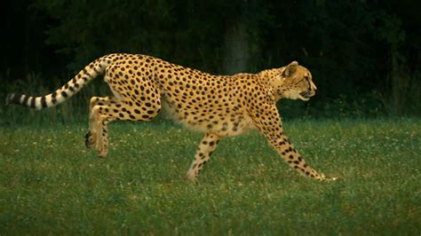 Admire The Elegant Beauty Of Cheetah Running At Full Speed (Slow Motion ...