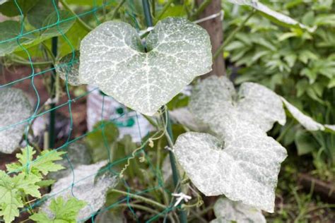 How To Get Rid Of Powdery Mildew On Your Lawn