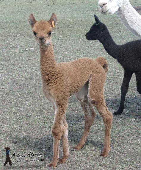 List 94 Pictures Llamas Alpacas Guanacos And Vicunas Are Relatives Of