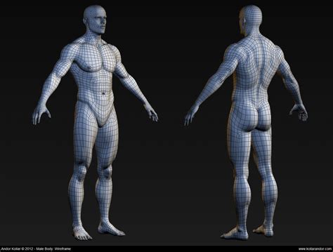 Male Body Base Mesh Andor Kollar Character Artist