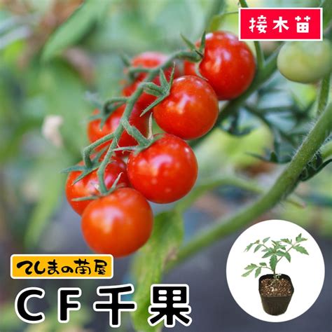 【てしまの苗】 ミニトマト 千果 断根接木苗 9cmポット 野菜苗 培土 種 堆肥 【人気】 てしまの野菜苗果菜類の苗トマト