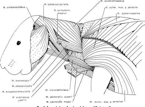 Scapular Lymph Nodes Semantic Scholar