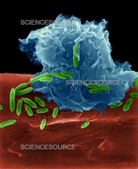 Photograph Alveolar Macrophage Phagocytosis Of E Science Source Images