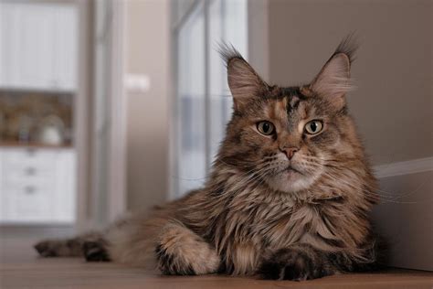 Gato Maine Coon Características Carácter Y Salud Con Fotos