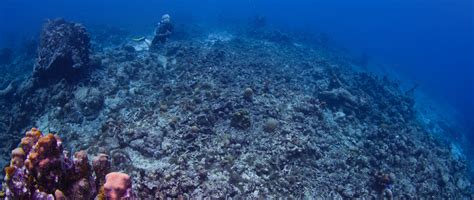 Zona morta do Golfo do México cresce e vida marinha vai desaparecendo