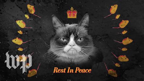 Rip Grumpy Cat Remembering The Life And Legacy Of The Most Meme