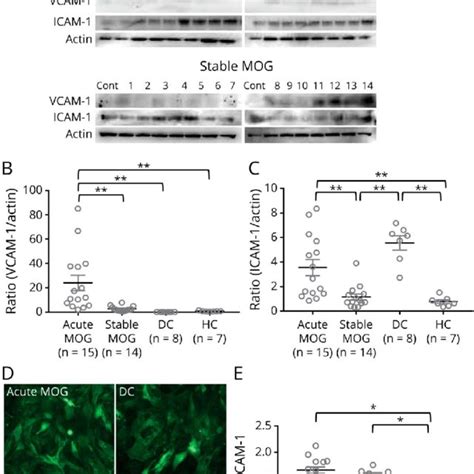 Changes In The VCAM 1 And ICAM 1 Expression After IgG Exposure From