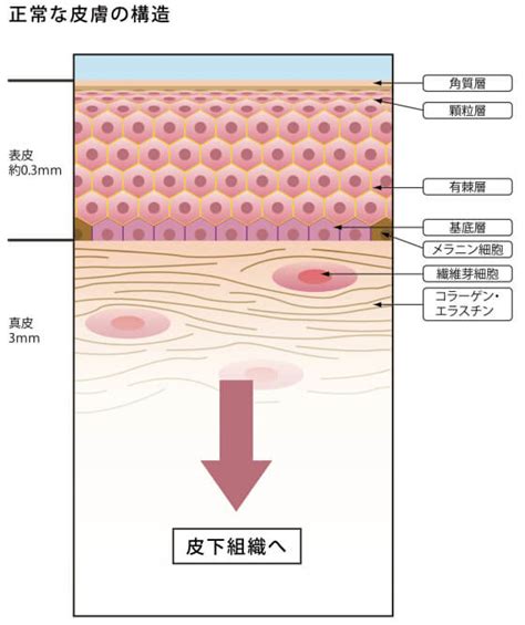 表皮の構造とターンオーバー｜皮膚の解剖と生理｜明治通りクリニック