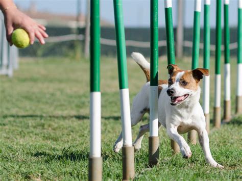 Formation éducateur canin programme certificat stages