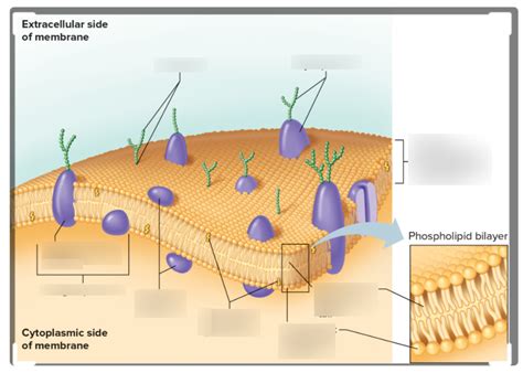 Cell Membrane Diagram Quizlet