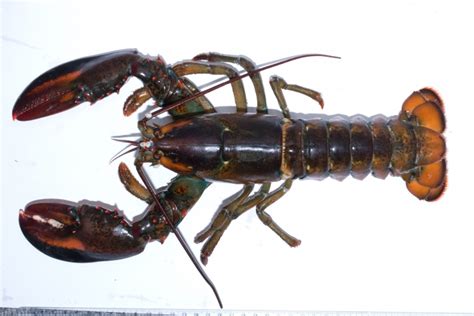 Homarus - Alchetron, The Free Social Encyclopedia