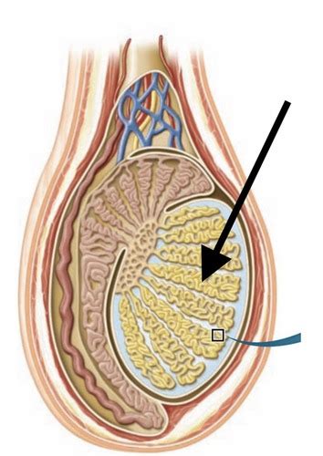 Reproductive System Flashcards Quizlet