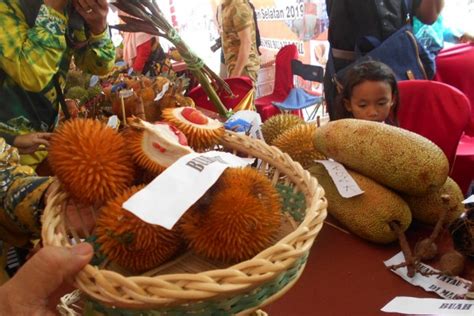 jenis buah endemik kalimantan terancam punah antara news