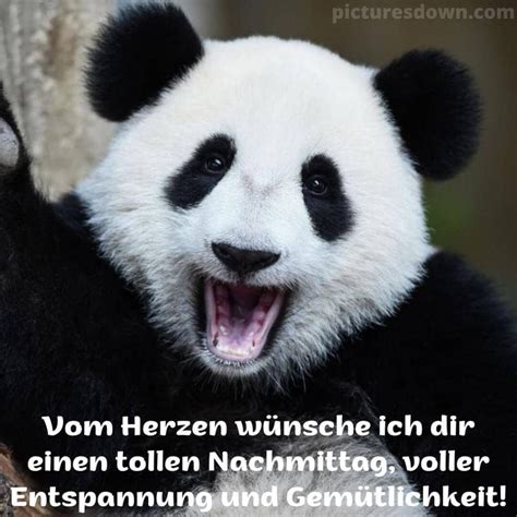 Einen schönen nachmittag bild Panda